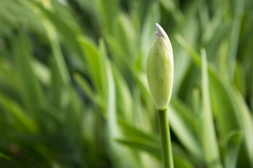 White Iris Bud (Landscape Orientation)