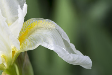 White Iris with Yellow Beard (Possibly Frequent Flyer)