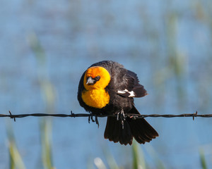 Yellow-headed Blackbird with an intense look while perched on a barbed wire.