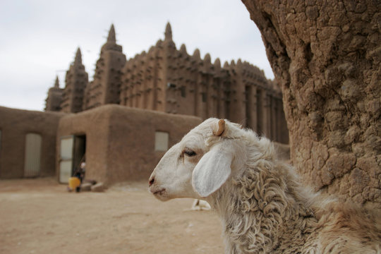 Portrait of a goat at Great mosque of Djenn?