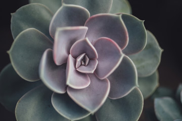Succulent plant close up