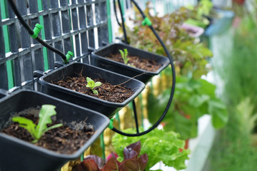 Various Organic Vegetables garden in house area.