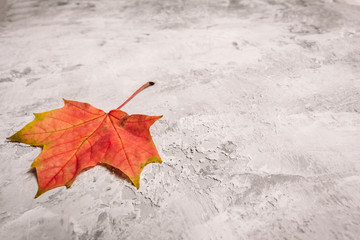 Beautiful dry maple leaf on concrete