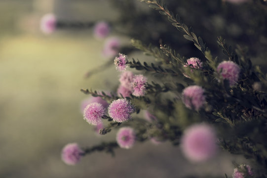 Fuzzy pink blooms on green branches reach for the light