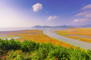 Suncheon bay Ecological park in South Korea.