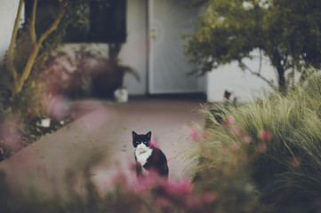 Black and white cat in front of a house gazes through a frame of red blooms