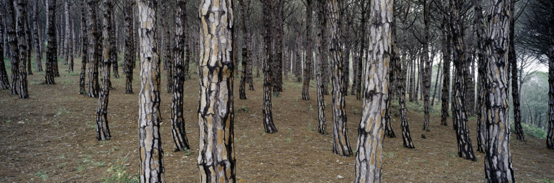 Stone pines, Pinus pinea, Sierra de Andujar Natural Park, Jaen province. Andaluci, Spain.