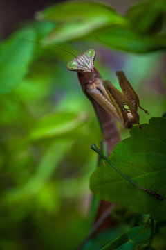 Praying mantis posing for me