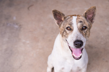 Cute dog with tiger skin color