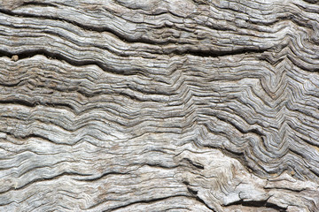 Abstract Textures and Shapes: Old Wood Log