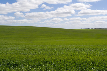 Random Rural Field, Barossa Valley, South Australia