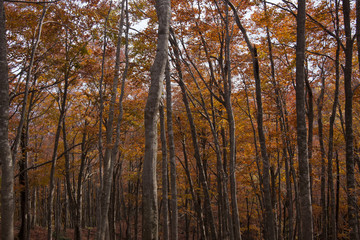 ブナの森の黄葉