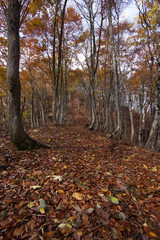 Obraz premium 落ち葉が広がるブナの森のハイキングルート、縦
