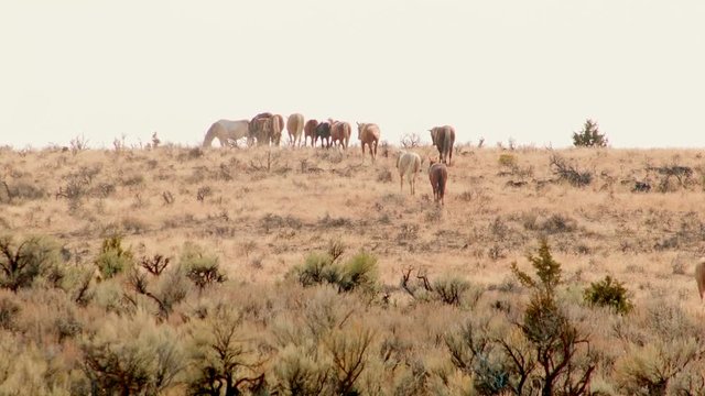 Herd grazing 4 South Steens HMA migration 2 Wild Horses Steens Mountain Near malheur Wildlife Refuge 18