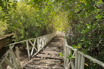 Obraz premium Mangrove forest in Phetburi Thailand
