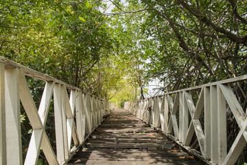 Mangrove forest in Phetburi Thailand