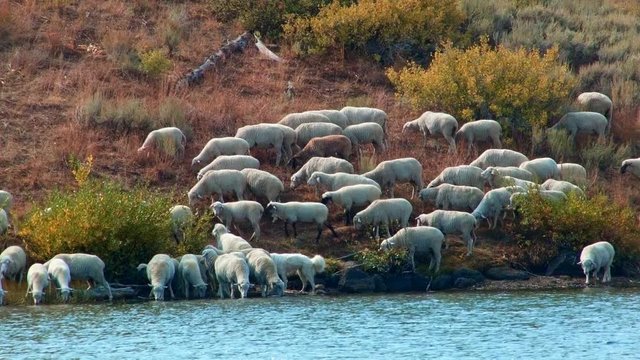 Herding on open range wild west 1 Sheep Steens Mountain Near malheur Wildlife Refuge 1