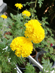 Marigold flowers closeup