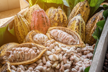 Cocoa Beans and Cocoa Fruits.