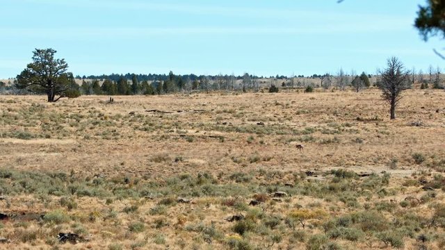 Hot pronghorn antelope and stumps desert logging 2 Kiger Lookout Diamond Steens Mountain Near malheur Wildlife Refuge 9