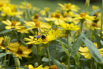 Honey bee swarming on yellow flowers.