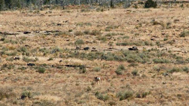 Hot pronghorn antelope and stumps desert logging Kiger Lookout Diamond Steens Mountain Near malheur Wildlife Refuge 8