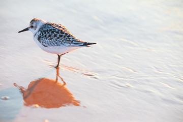 Sandpiper on the shore of Lake Michigan, shallow focus on back of wings, some motion blur