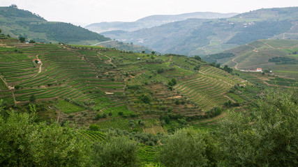 Top view of Douro Valley, Portugal. .