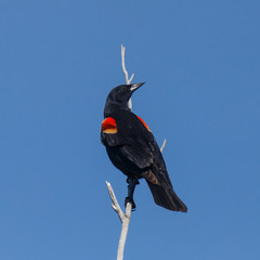 Male Red-winged Blackbird with head turned while perched near the top of a dry branch.