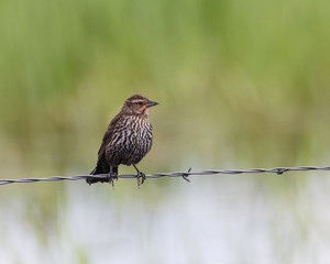 Bird perched on barbed wire in a wetland area.