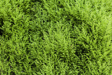 fern In the rainy season