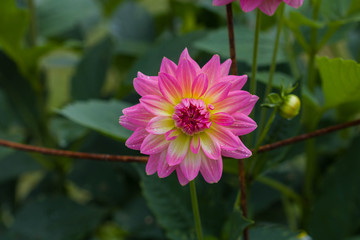 Obraz premium Closeup Dahlia or Dalia. Pink flowers background