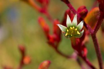 Fototapeta na wymiar Fabulous close-up of a flowering Kangaroo Paw plant.