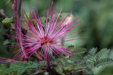 Close-up of a Mimosa tree or powder puff tree flower.