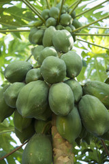 raw papaya fruit on papaya tree with leaves