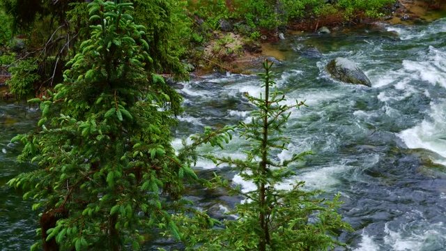 Lush Rocky Mountain forest and wild Payette River 3