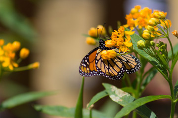 Amazing Monarch Butterfly hanging on a bunch of marigold colored flowers.