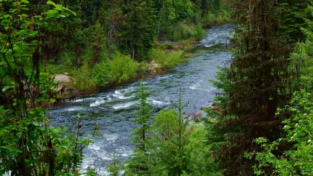 Lush Rocky Mountain forest and wild Payette River 5