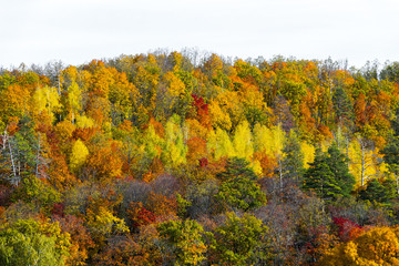 Fototapeta premium Top view of a beautiful colorful autumn forest.