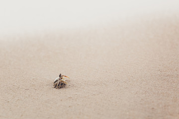 Swift Land Crab on the white beach, Phuket Thailand
