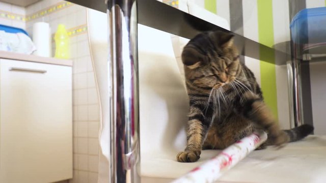 Annoyed cat on chair with rolled paper 4K