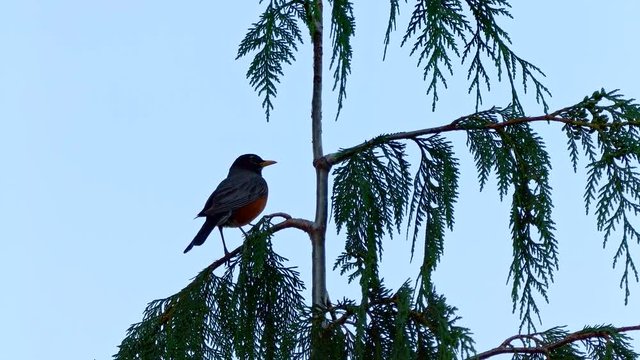 American Robin in an Evergreen Tree 3 Summer on Mound Hood