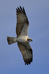 Osprey (Pandion haliaetus)