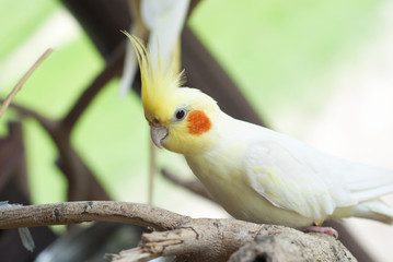 White cockatoo is on the branch.