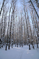 In the winter forest among the snow-covered trees at the evening time.