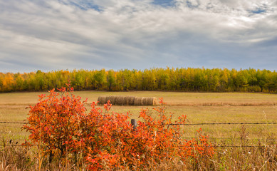 Obraz premium Red autumn shrubs along a barbed wire fence with round straw bales in a pasture and a forest in the background in a countryside cloudy landscape
