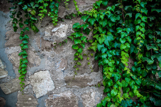 20150829-DSC_3019 Green plant and nature.