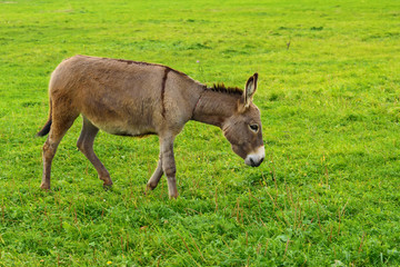 The donkey grazes on a green meadow in the autumn day.