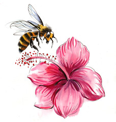 Bee and hibiscus flower © berdsigns