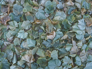 Fallen green leaves in frost.

